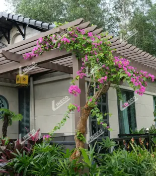 PERGOLA GỖ NGOÀI TRỜI - MÁI LAM GỖ CHE NẮNG